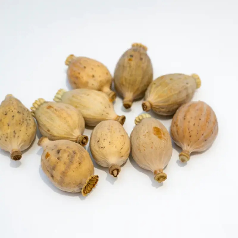 Small Poppy buds (900gm)