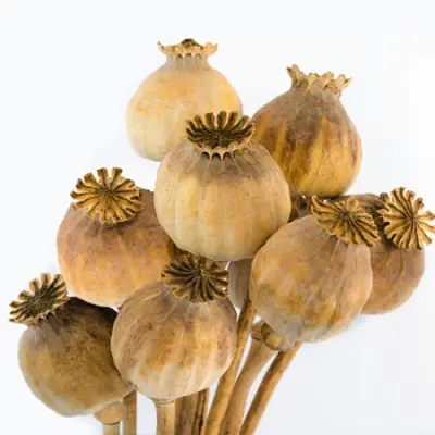 Poppyace Big Pods – 900 Grams