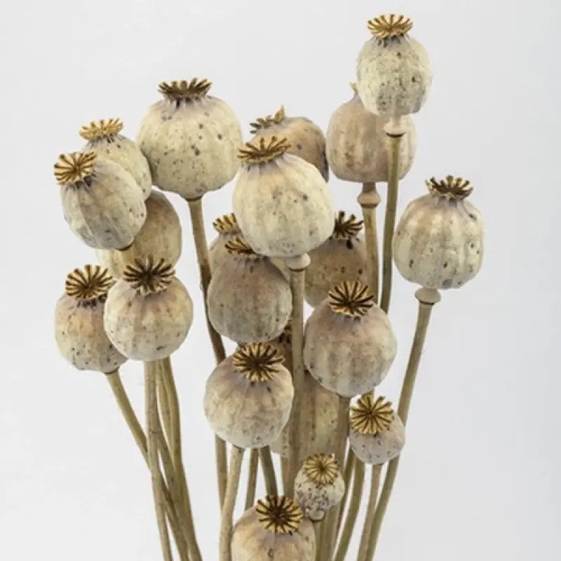 Small Poppy buds (900gm)